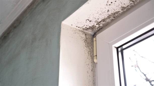 Best Mold Remediation for Specific Building Types in Alma, AR